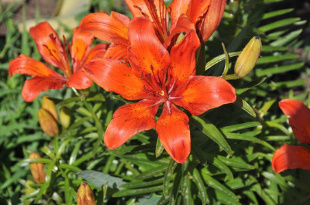 百合花在夏天