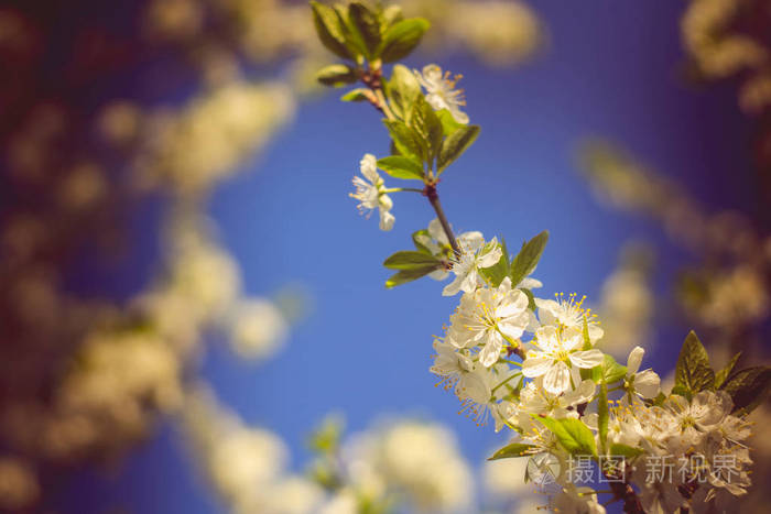 白春开花树木复古照片 正版商用图片0xuf5e 摄图新视界