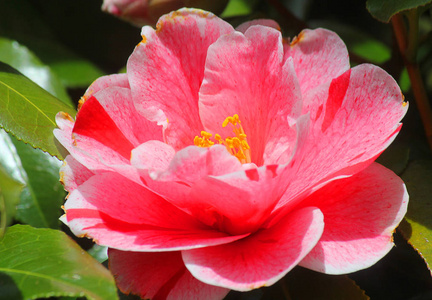 花园里的茶花花