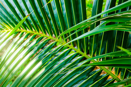 棕榈科背景