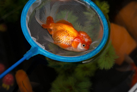 水下死鱼捕捉一个死了的金鱼漂浮在上面, 一些游泳下面照片