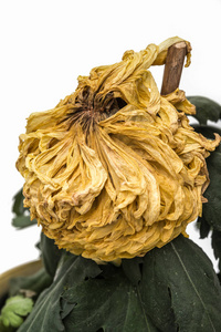 菊花枯萎图片