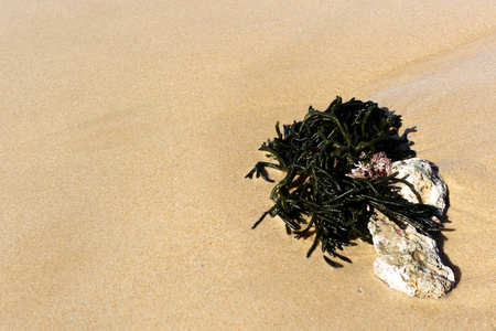 沙地上的绿色海藻