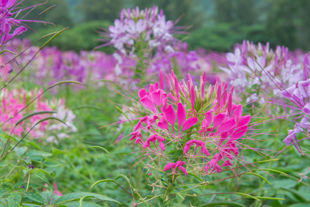 醉蝶花花卉 醉蝶花 hassleriana 或蜘蛛花在美丽的花园