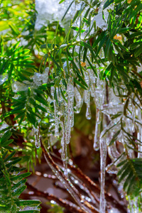 树枝上的冰柱雪