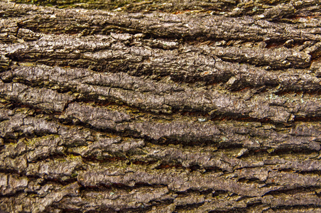 纹理树皮样式背景图片