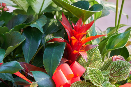 guzmania lingulata 在花瓶里