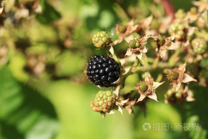 夏天的时候黑莓在灌木丛中