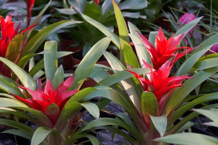 guzmania lingulata 在花瓶里