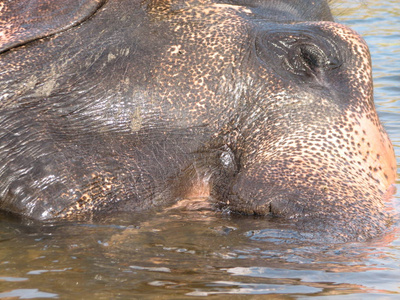 印度大象在河里洗个澡