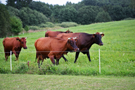 奶牛在夏天的领域