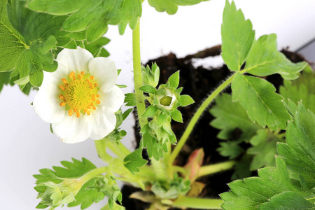 草莓苗与孤立的白色背景上的花