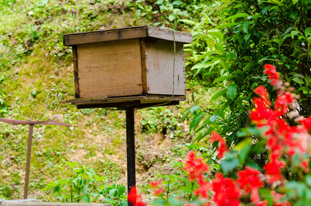 蜜蜂木屋花园蜜蜂蜂巢