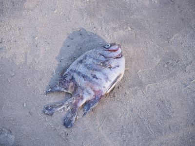 死鱼在海滩上搁浅