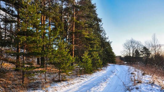 松林带沿线的雪乡道路