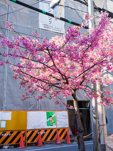 在日本的樱花