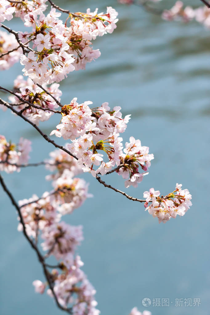 在日本的樱花