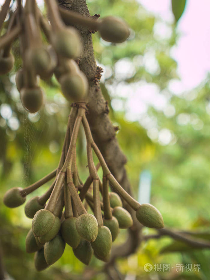 新鲜的年轻榴莲果实