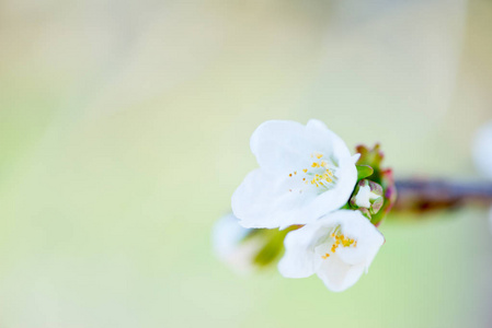 樱花详细信息