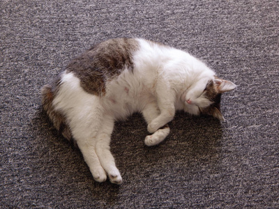 妇女与可爱的宠物猫在窗口附近在家在白色内裤有姜的可爱猫咪的孕妇