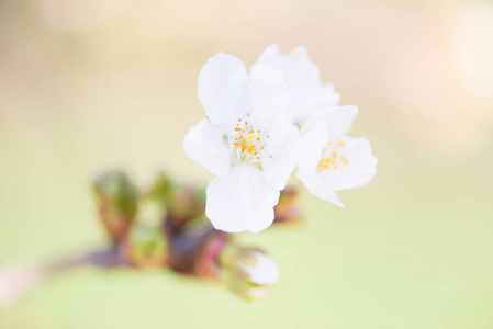 樱花详细信息