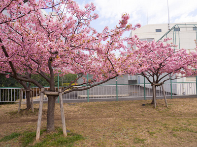 在日本的樱花