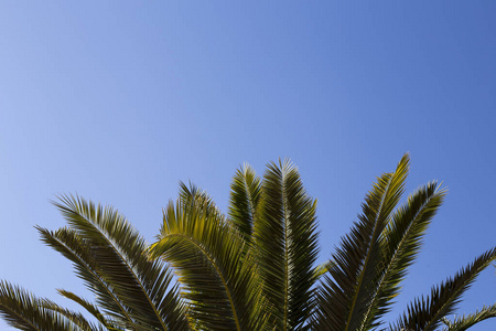 棕榈树在蓝天上的叶子。复制空间