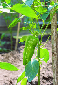 地球的果实甜辣椒果实的灌木照片