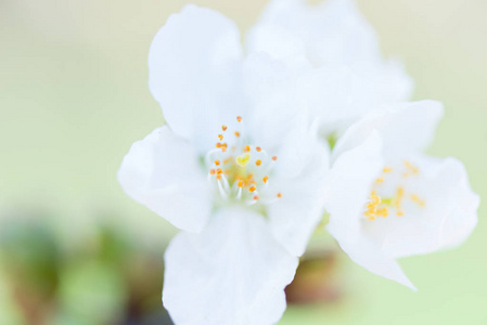 樱花详细信息