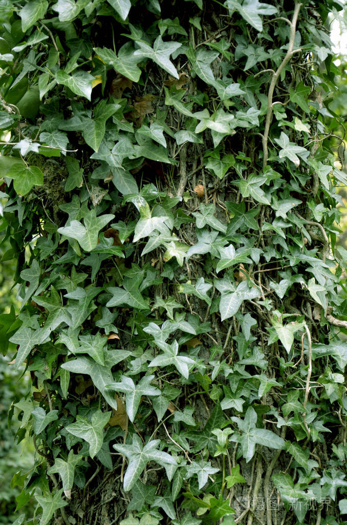 英国常春藤覆盖森林树树干