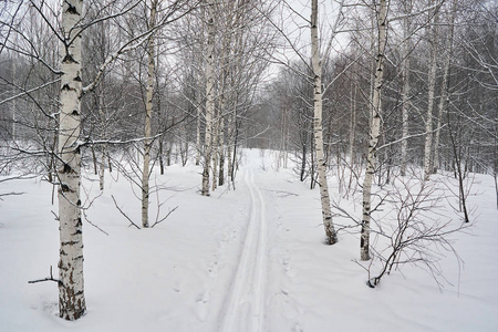 雪橇犬在遥远的北方照片