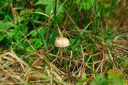 药用蘑菇生长在秋天的树林图片