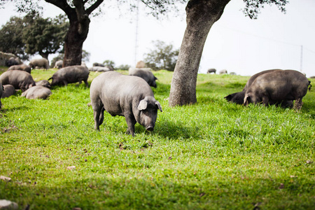 在一片绿色的西班牙草地吃橡子的伊比利亚猪母猪在夏季牧场上吃草猪在