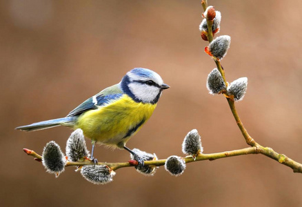 Bluetit 柳树枝上