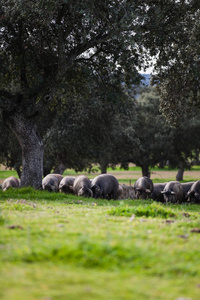 在绿色的草原上放牧的伊比利亚猪群