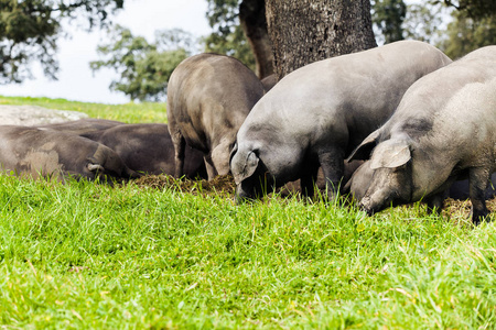 伊比利亚猪群在绿色的草原上吃照片