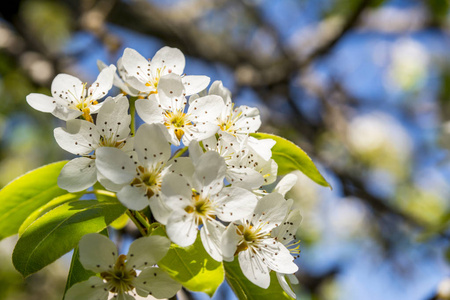 春天豆梨开花图片