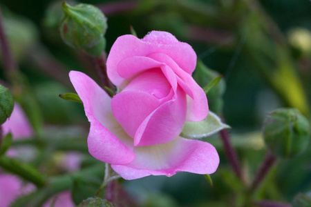 庭院玫瑰的粉红芽