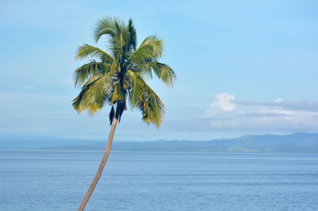 斐济的一棵热带棕榈树的景观背景。