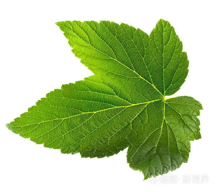 孤立的醋栗叶