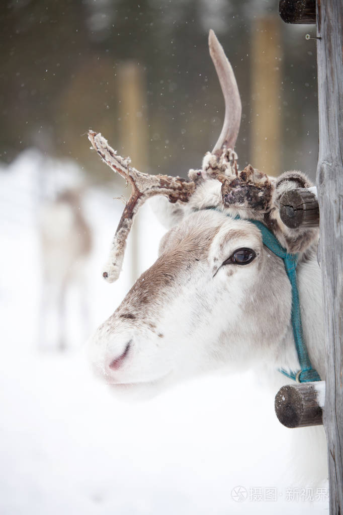 驯鹿在冬季公园