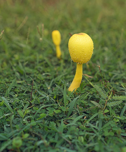 有毒的黄蘑菇 Leucocoprinus birnbaumii