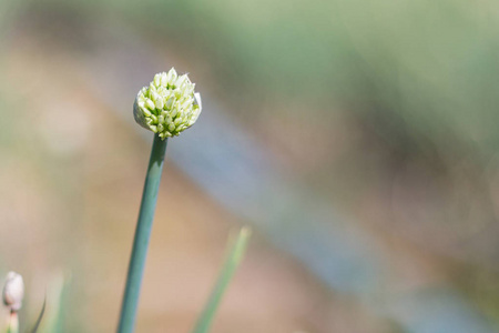 花园里的洋葱花