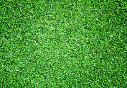 高尔夫球场绿色草坪草背景