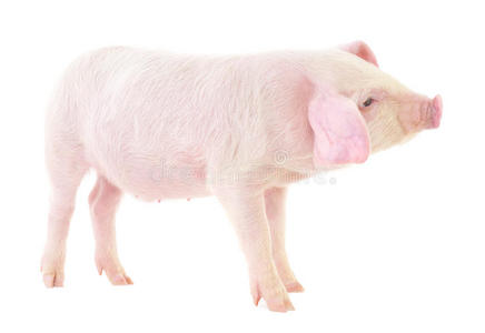 猪白底图片