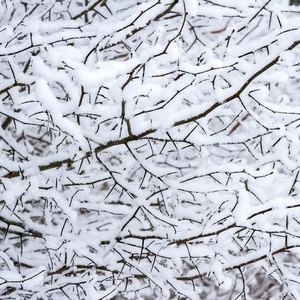 雪枝背景