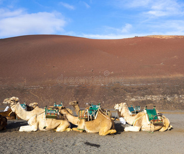 兰扎罗特的timanfaya国家公园里的骆驼