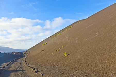 timanfaya国家公园火山山上稀疏的植被