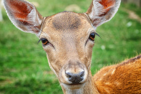 小鹿的头图片
