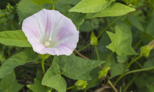 打开牵牛花